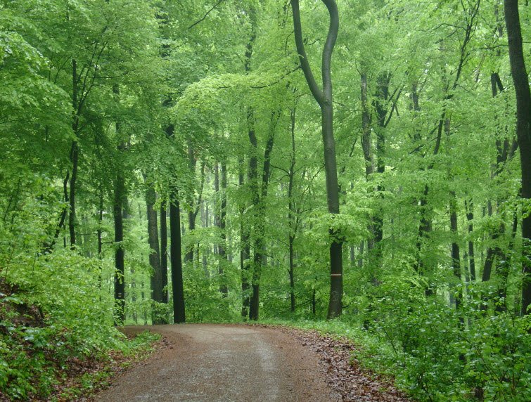 Vienna Woods (Wienerwald), Vienna / Lower Austria, Austria